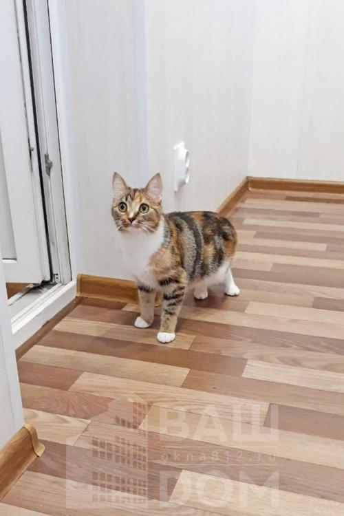 Чем обшить балкон внутри недорого. Чем обшить балкон. Выбор материалов для внутренней отделки балкона или лоджии.